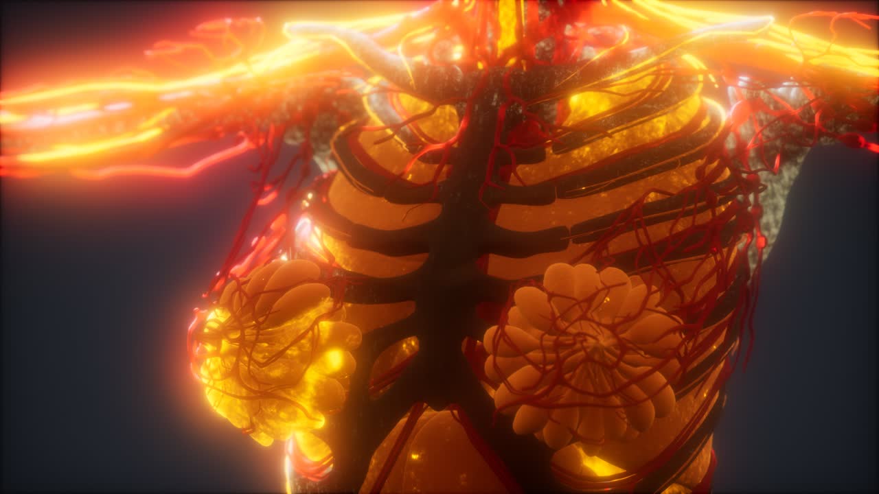 심장 과 혈관 의 3d 로 제작 된 의학적 으로 정확 한 애니메이션