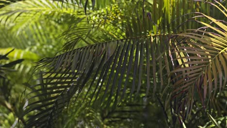 close-up of lush green palm leaves