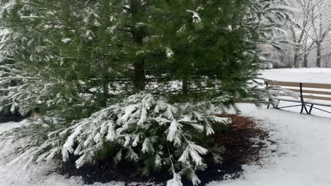nieve fresca en el área natural del parque público