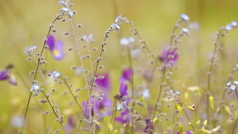 Myosotis-Aus-Nächster-Nähe.-Auf-Der-Nordhalbkugel-Werden-Sie-Umgangssprachlich-Auch-Als-Vergissmeinnicht-Oder-Skorpiongras-Bezeichnet.