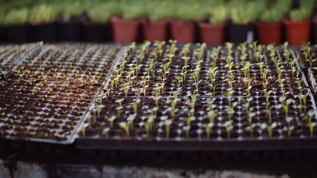 Landwirtschaft Blumenjungpflanzen im Gewächshaus 13