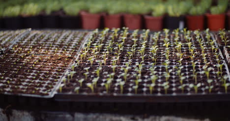 agriculture flower seedlings in greenhouse 13