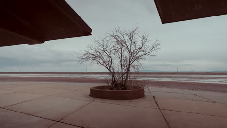 abandoned desert landscape with a single tree