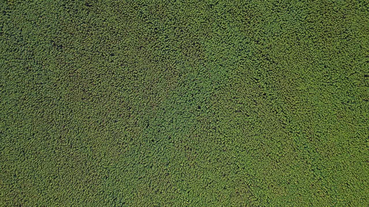 hermoso campo de girasoles interminable que cubre una vasta tierra cerca de una pequeña aldea bajo un cielo azul.