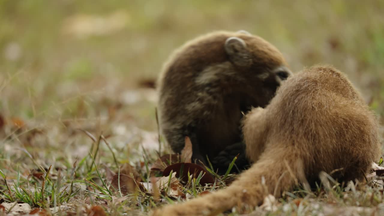 Two wild coatis engage in playful wrestling behavior on the grassy floor of Tikal National Park in Guatemala.