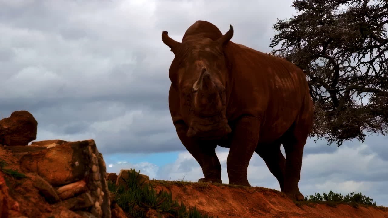 A powerful white rhino snorting under a stormy sky