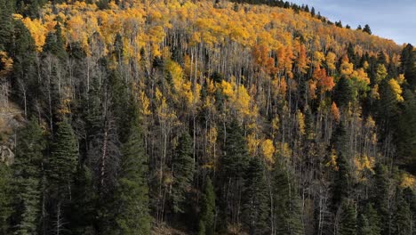 autumn foliage on a mountain slope