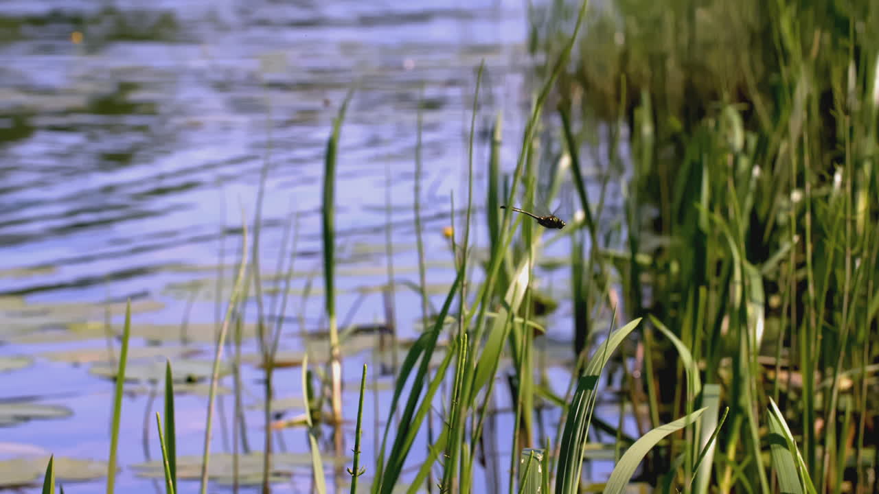 Rolig flodscene med vandplanter
