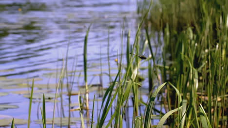 calm river scene with water plants