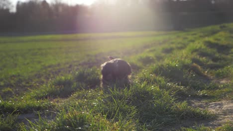 Cerca-De-Un-Lindo-Perro-Corriendo-Rápido-Hacia-La-Cámara-En-El-Campo-De-Hierba-En-El-Parque-En-Cámara-Súper-Lenta-Durante-El-Verano-Y-La-Puesta-De-Sol-Con-Ojos-De-Cachorro