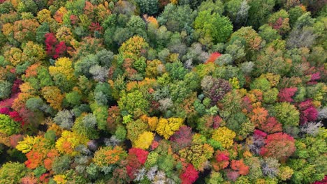 Peaceful-aerial-view-of-autumn-forest-Bird's-eye