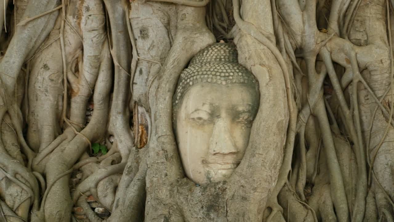 cabeza de buda incrustada en un árbol de banyan. wat wat maha que, ayutthaya