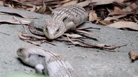 A lizard stealthily approaches a mouse on a leaf-covered ground, showcasing predator-prey interaction.