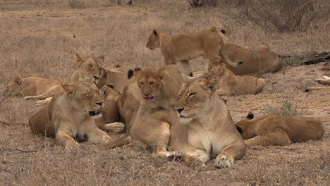A-pride-of-lions-relaxing-together-on-the-edge-of-the-savannah-in-a-game-reserve