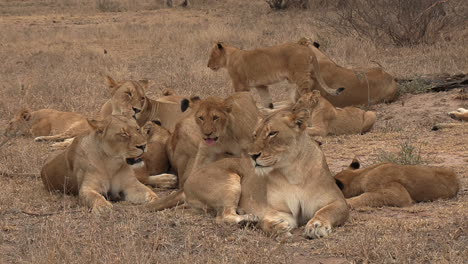 a pride of lions relaxing together on the edge of the savannah in a game reserve