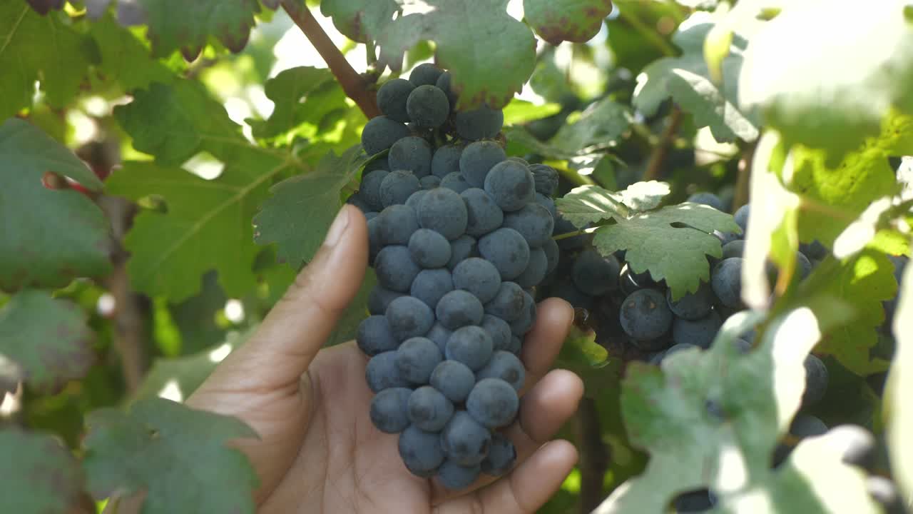 Closeup of hand checking health of red wine grapes at vineyard