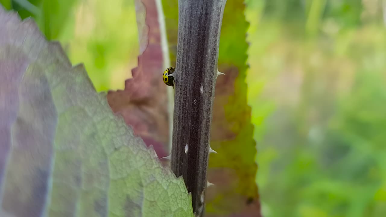 primer plano de psyllobora vigintiduopunctata, mariquita de 22 puntos caminando sobre un tallo