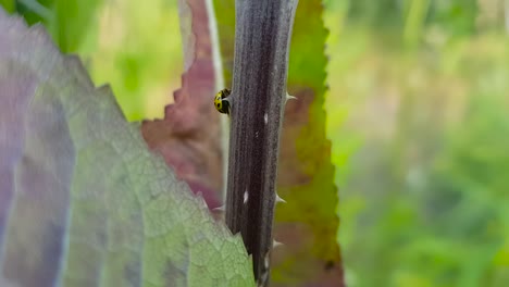 Nahaufnahme-Von-Psyllobora-Vigintiduopunctata,-Einem-Marienkäfer-Mit-22-Punkten,-Der-Auf-Einem-Stiel-Läuft