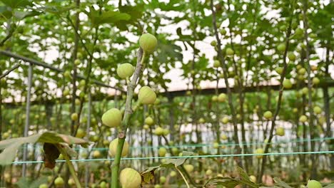 sweet, fresh green figs on the fig tree branches inside a greenhouse