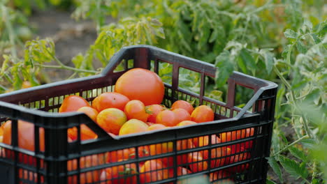 verduras frescas en el jardín - una caja con tomates entre las ramas de los tomates