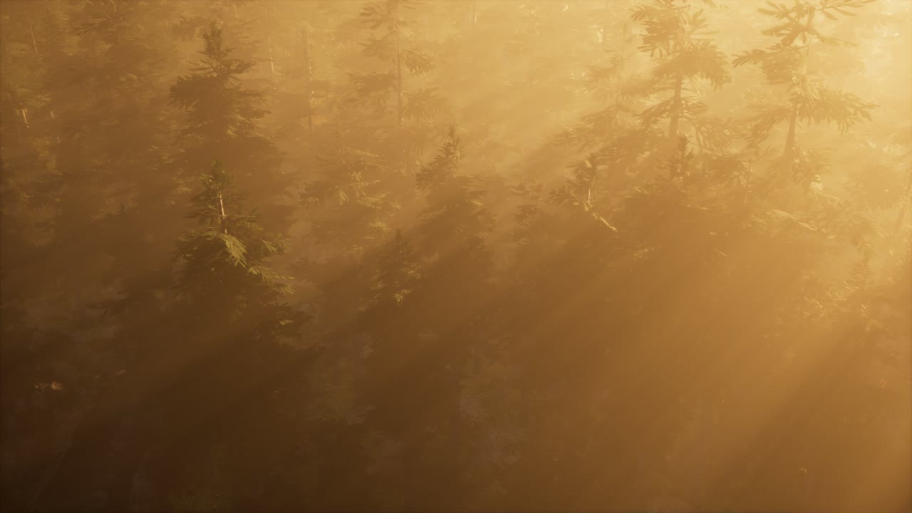 rayos de sol aéreos en el bosque con niebla