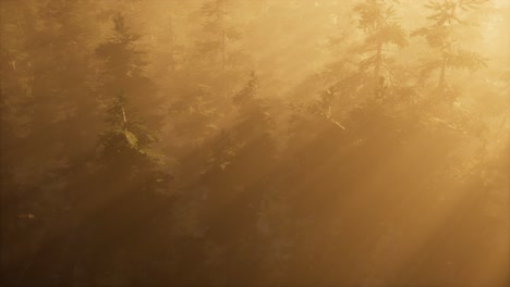 aerial sunrays in forest with fog