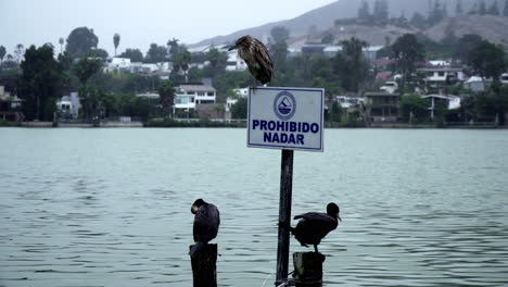 a close up of two black cormorant birds and western sandpiper sitting on a prohibited sign in the water near a coastal town in the background