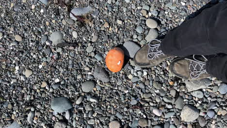 turning over orange giant pacific chiton with a boot on a rocky shore