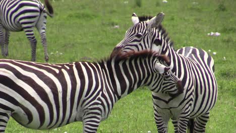 Zebra-flirt:-male-with-erection-caresses-an-apparently-pregnant-female