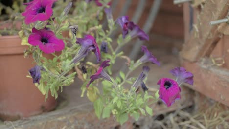 geraniums magenta growing in potting shed