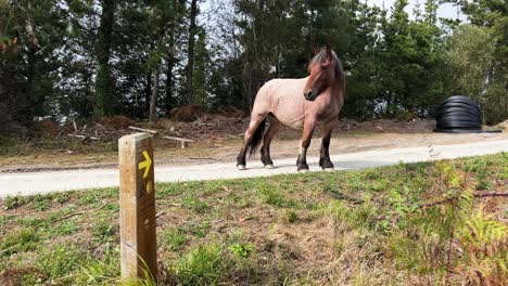 Wild-horse-neighing-near-trail-sign-of-Camino-de-Santiago-Spain