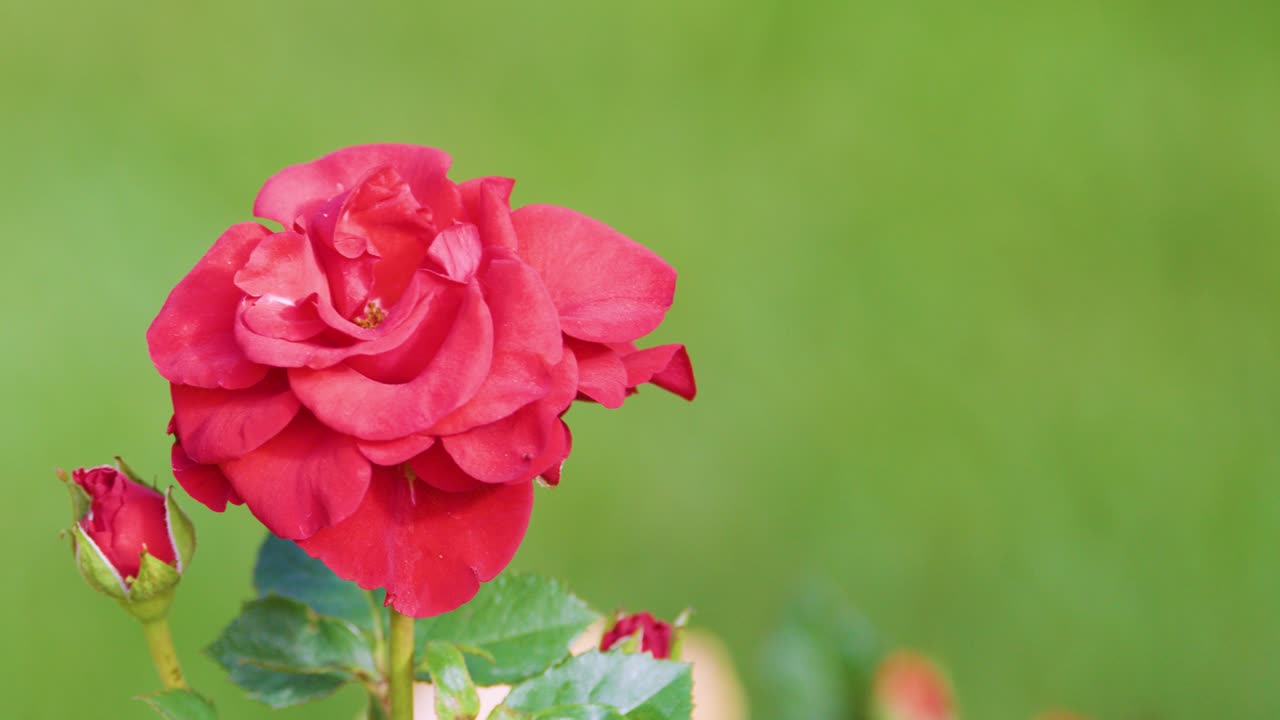 Close-up of red rose with soft background, gentle camera pan, natural daylight, shallow depth