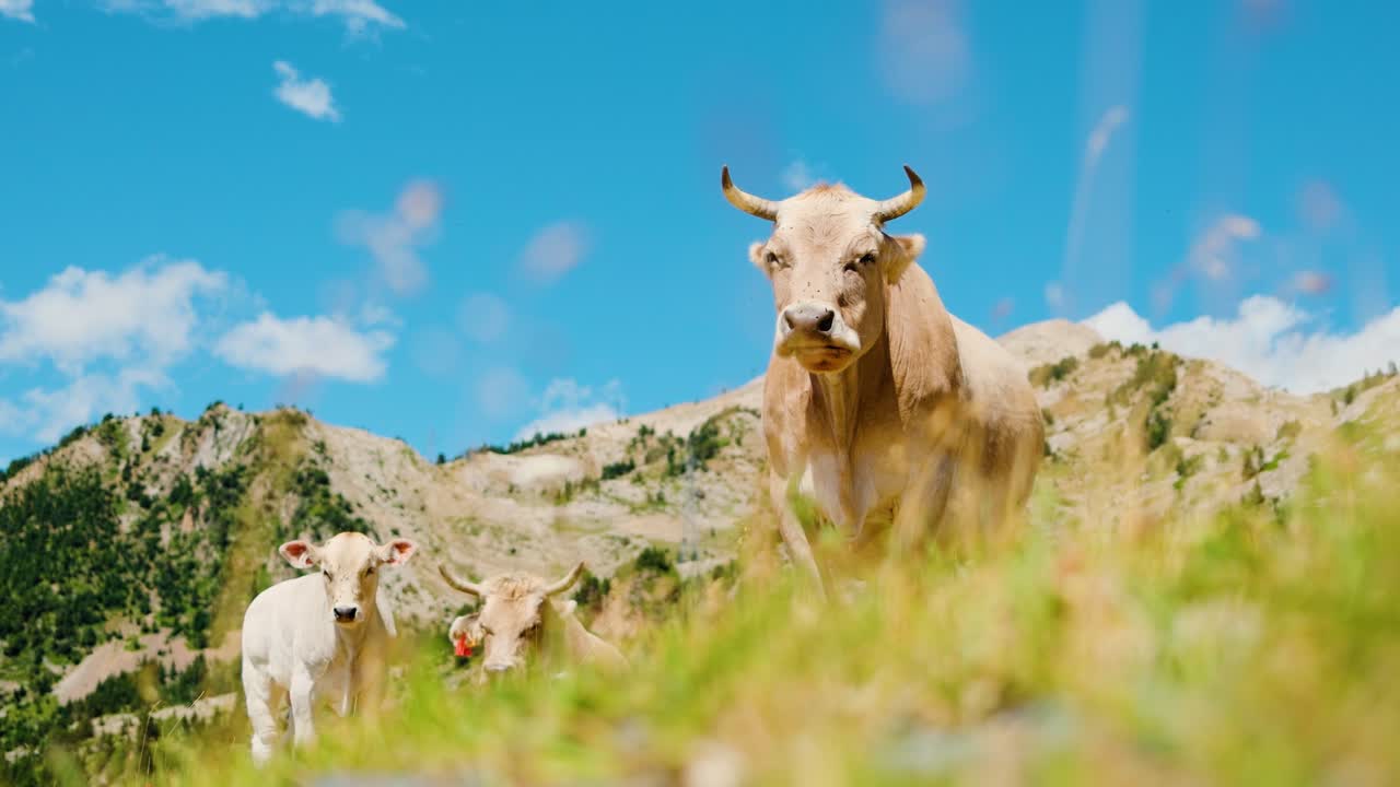 Cows Grazing in the Alps