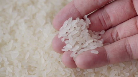 hand picking uncooked rice grains from a pile