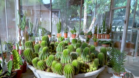 vibrant cacti arranged in a greenhouse setting