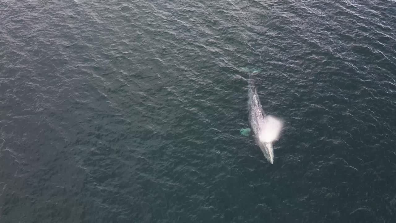 해수면을 따라 헤엄치는 큰 혹등고래 한 마리의 오버헤드 뷰와 세 번 공기를 내뿜고 물속으로 잠수하는 모습