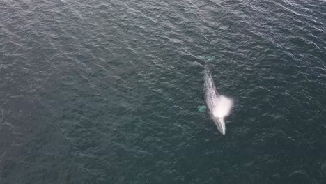 vista aérea de una gran ballena jorobada nadando a lo largo de la superficie del océano y rompiendo, soplando aire tres veces, antes de sumergirse bajo el agua