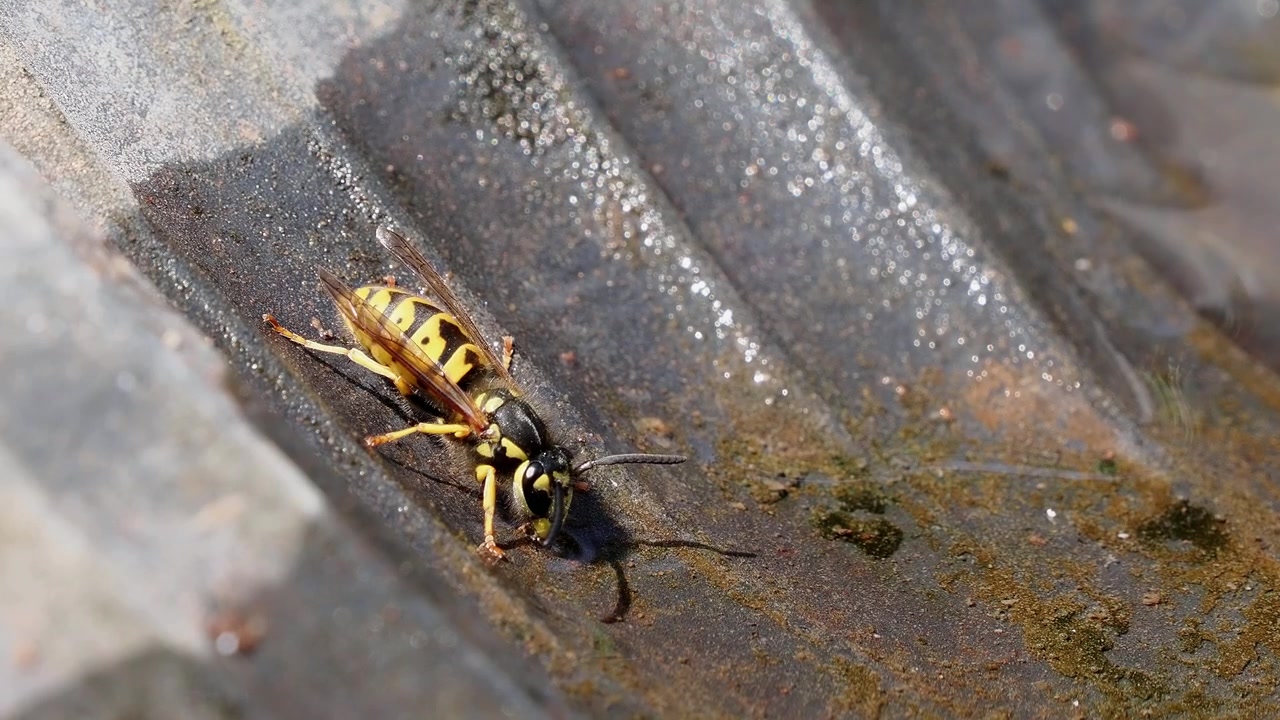 Video macro detallado de una avispa amarilla común recolectando agua de un charco, con finas texturas de insecto en enfoque nítido.