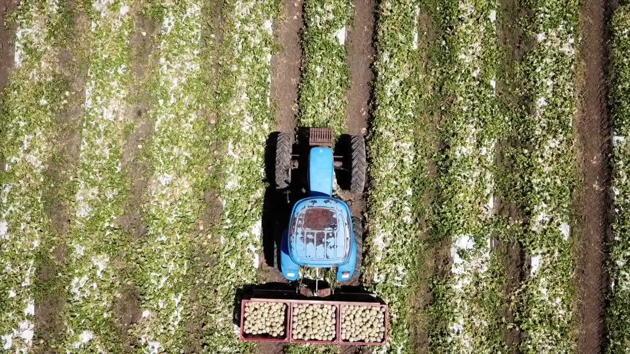 tractor azul en un campo de melones filmado con un dron, guadeloupe