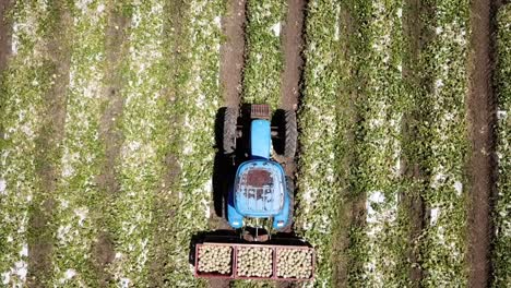 Blue-Tractor-in-a-Melon-field-filmed-with-a-Drone,-Guadeloupe