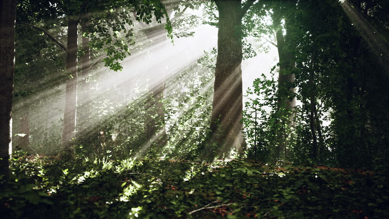 숲 속의 여름 안개