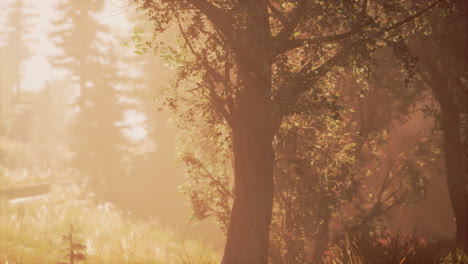 cuento de hadas espeluznante bosque en un día de niebla