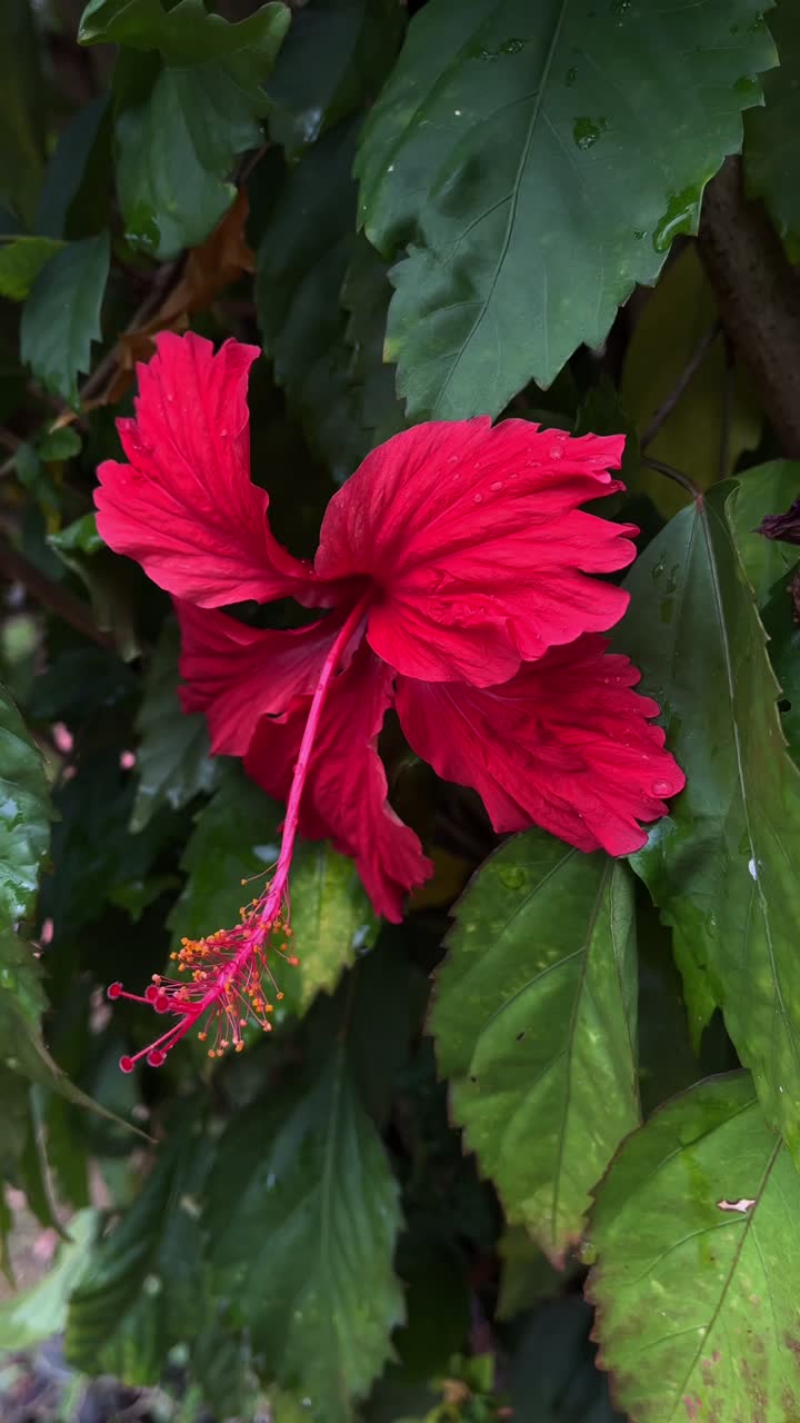 Close-up di un fiore di ibisco rosso vibrante con gocce d'acqua