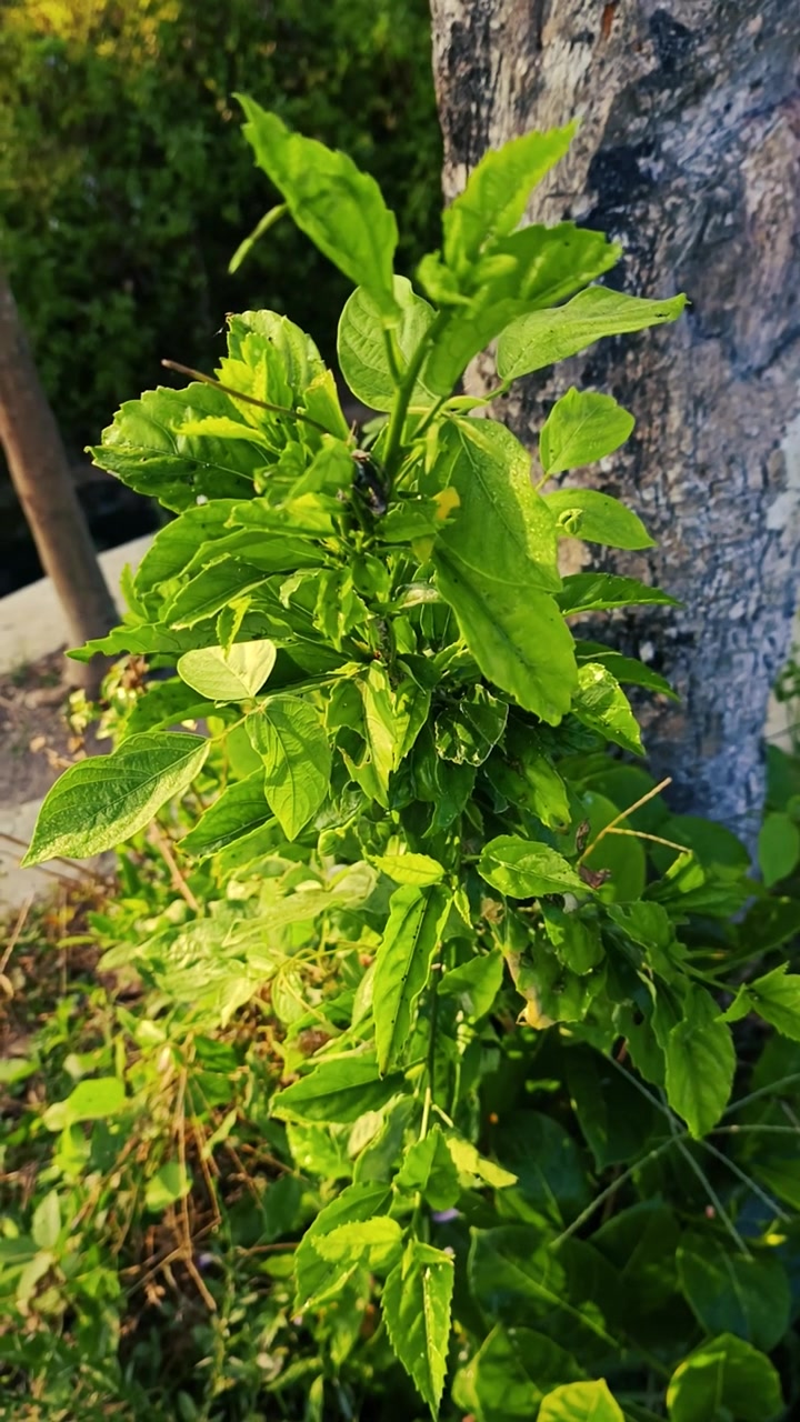 Pianta verde che cresce accanto a un tronco d'albero illuminato dal sole