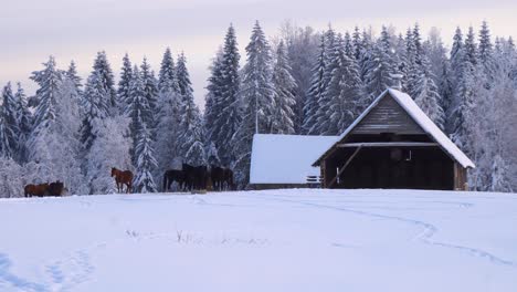 Los-Caballos-Disfrutarán-De-La-Nieve