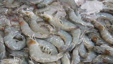 recolección clasificación de camarones muertos frescos en hielo