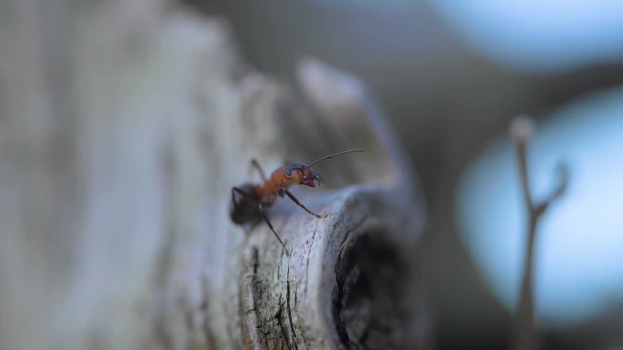 나무 줄기에서 개미집을 지키는 불개미 한 마리