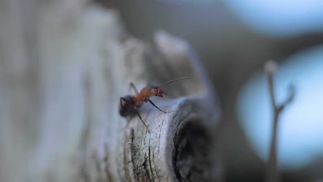 single fire ant guarding anthill from the wooden trunk