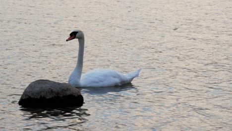 Weißer-Schwan-Schwimmt-In-Der-Nähe-Des-Felsens-Am-See-Im-Wdzydze-Landschaftspark-Während-Des-Sonnenuntergangs-In-Nordpolen