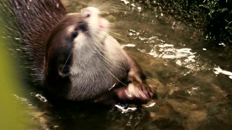 un primer plano de una nutria nadadora.